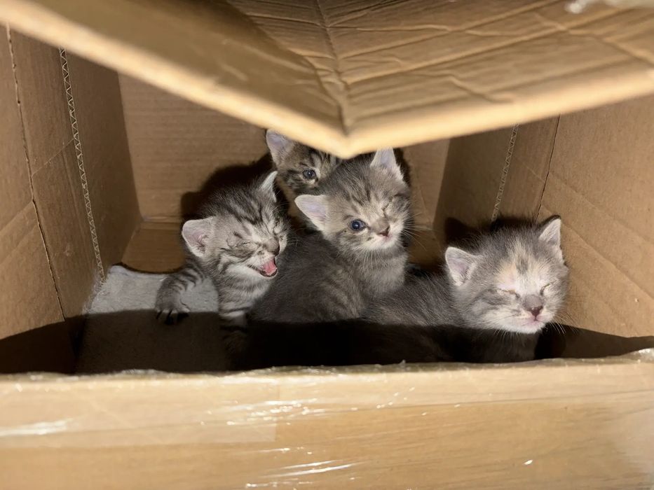 Отдам котят в добрые руки