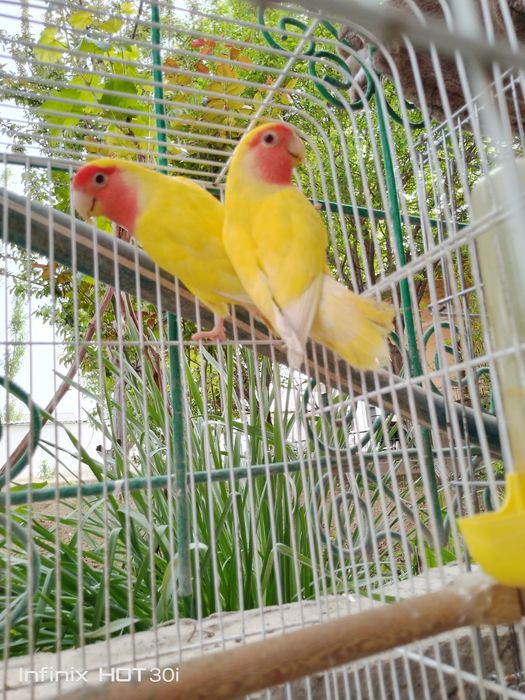 Неразлушка битта индан иккиси 7 ойлик, кафаси билан 500 000 сўмг