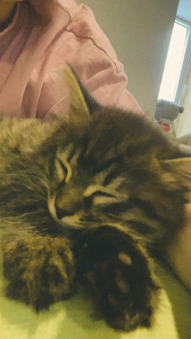 Добрыее руки для кошечк.