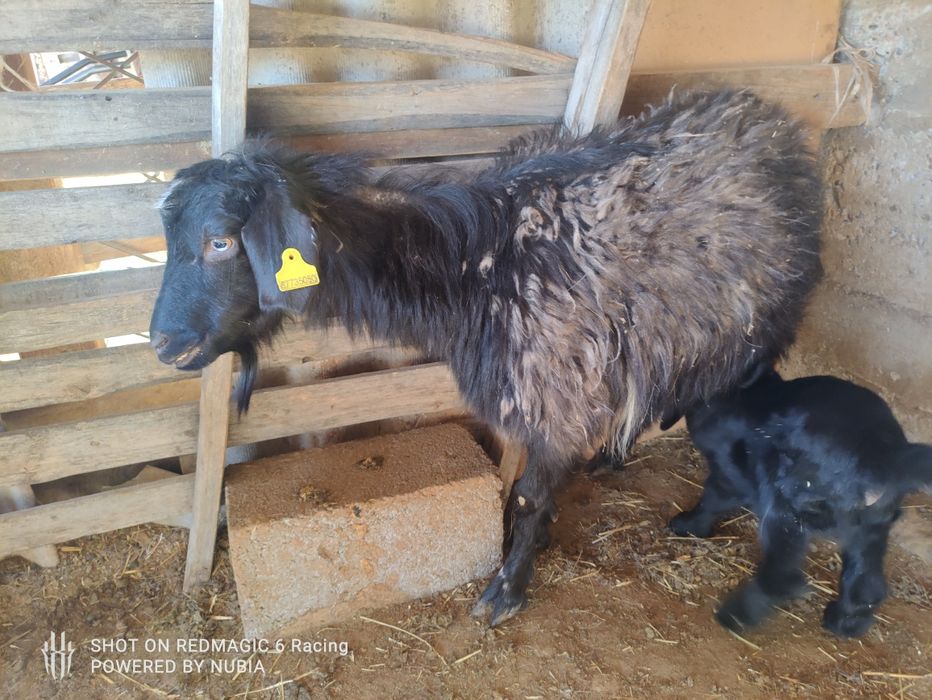 Ешкы сатылады каза