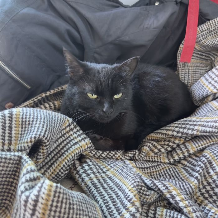 Кошка девочка даром