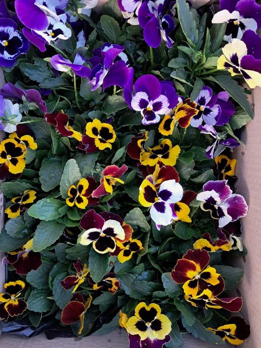 Цветни теменужки