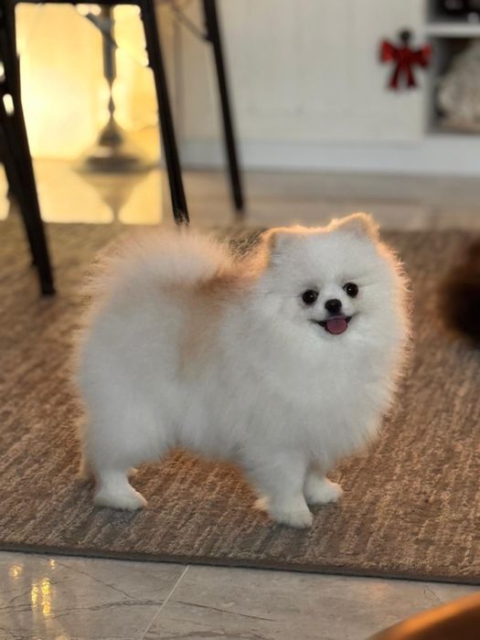 Vand Pomeranian alb-rasa pura, pedigree inclus