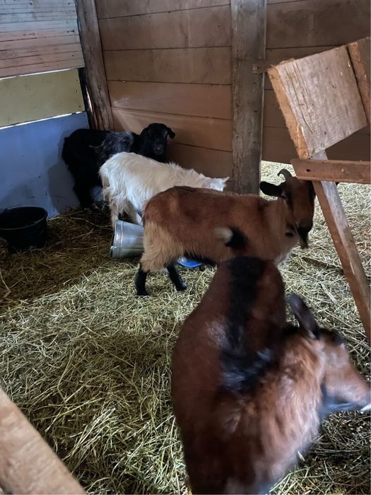 Vand capre alpine franceze