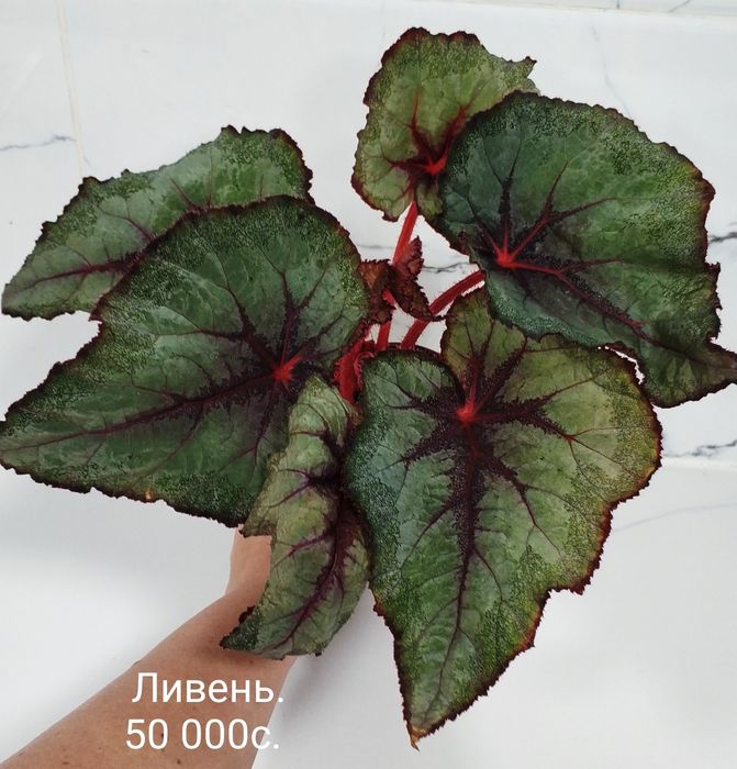 Комнатные цветы.