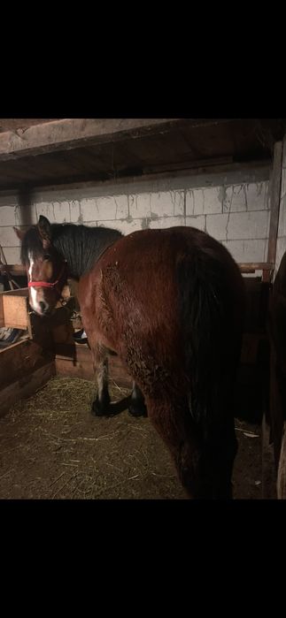 Vând mânză semigrea românească de doi ani