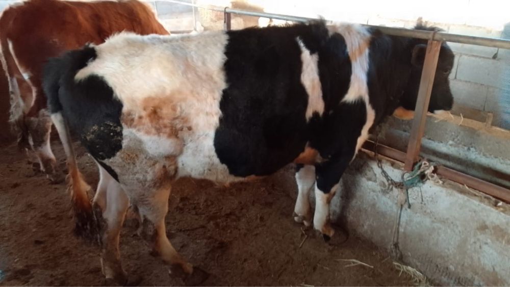 Быки бычок бука