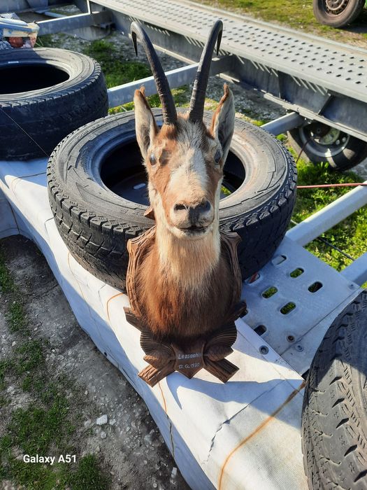 Голям трофей от коза