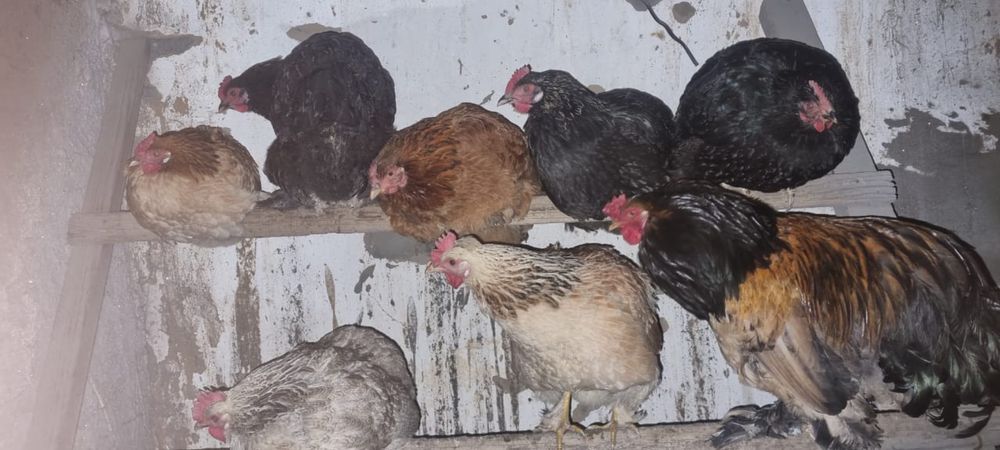 Продается курица (брама)