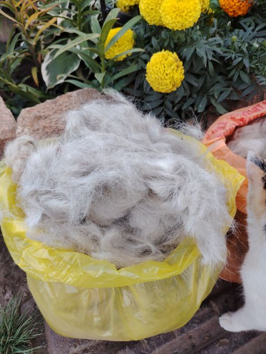 Продам собачью шерсть