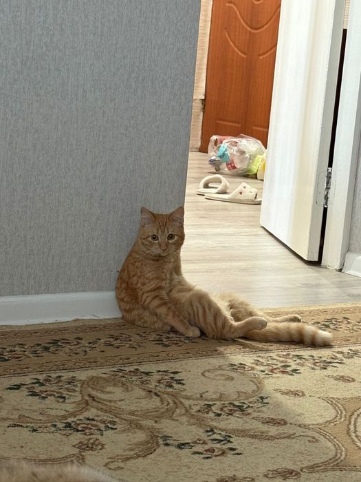 отдам кота в добрые руки