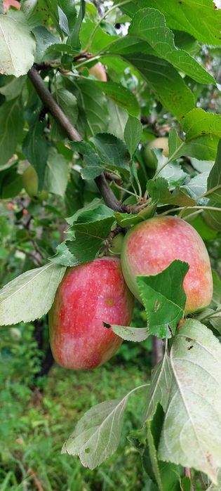Продам дачу 7.5 соток общество " Кристалл"
