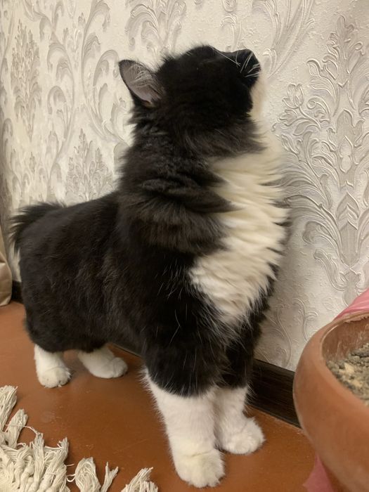 mushuk chiroyli muwuk