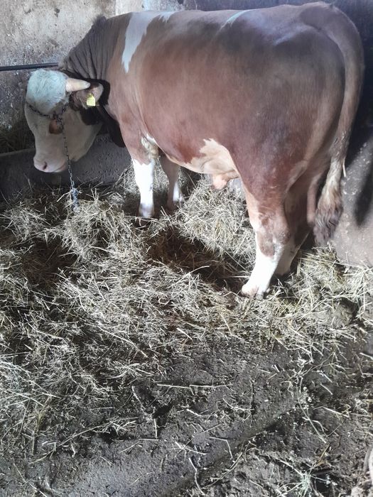 De vănzare doi taur