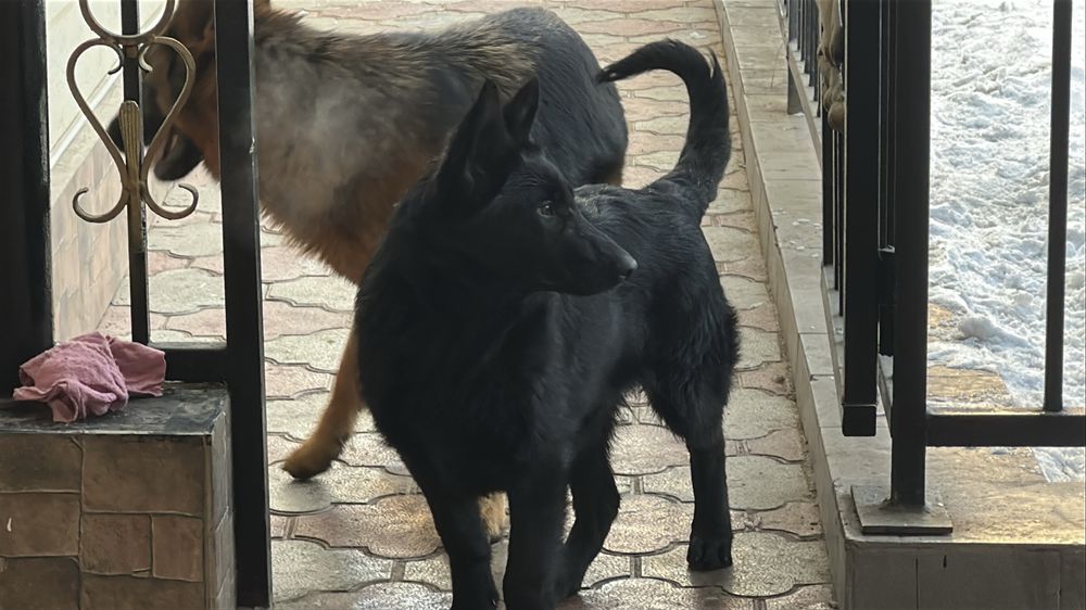 Немецкая овчарка