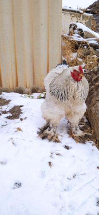 Xoroz va tovuq brama ulgurib qoling