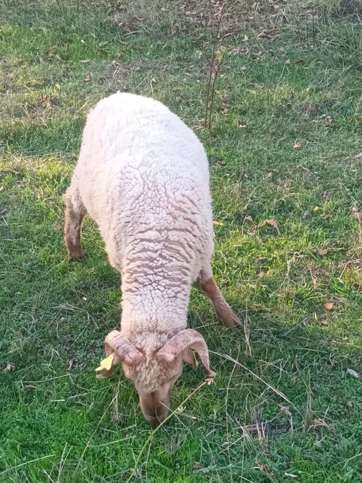 Berbecuti de vânzare