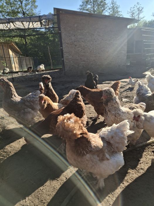 Oua incubat  motate și oua verzi