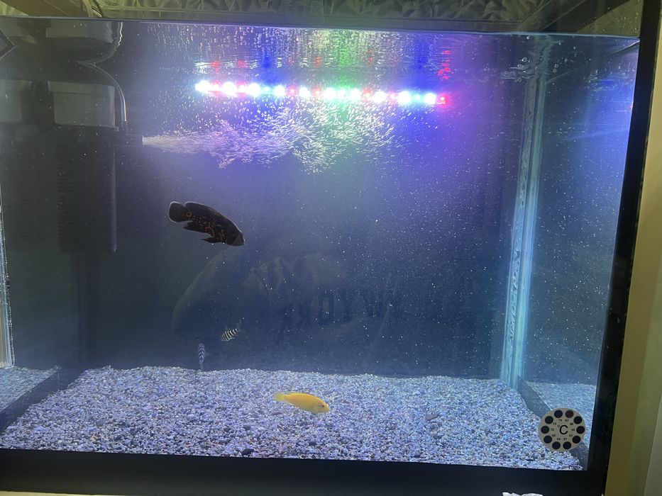 Акварииум с рыбками