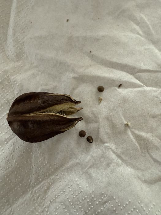 seminte Hibiscus Moscheutos - 20 bucati