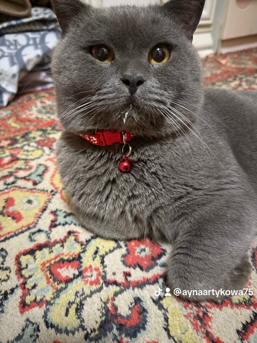 британский кот..