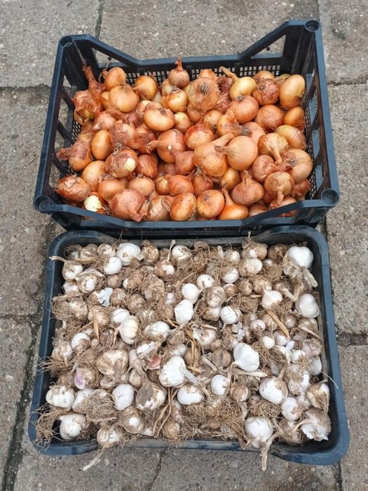 Vand ceapa si usturoi romanesc de primavara