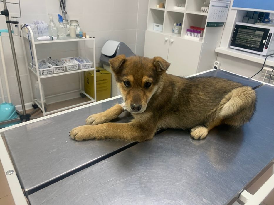 Щенок в добрые руки