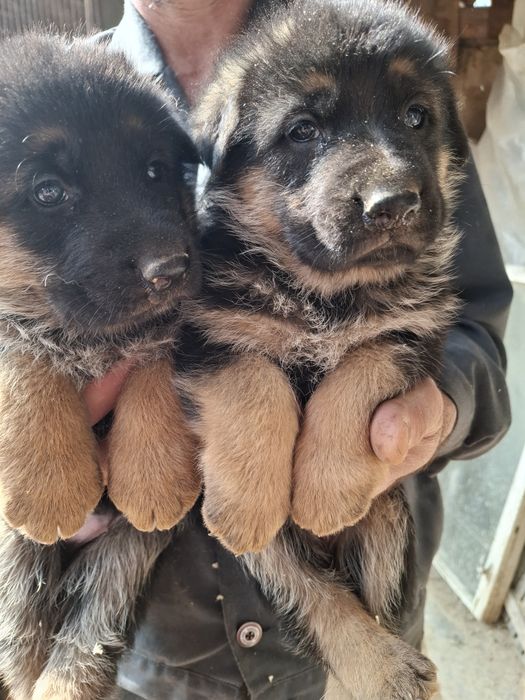 Продаются шенки чистокровных немецких овчарок