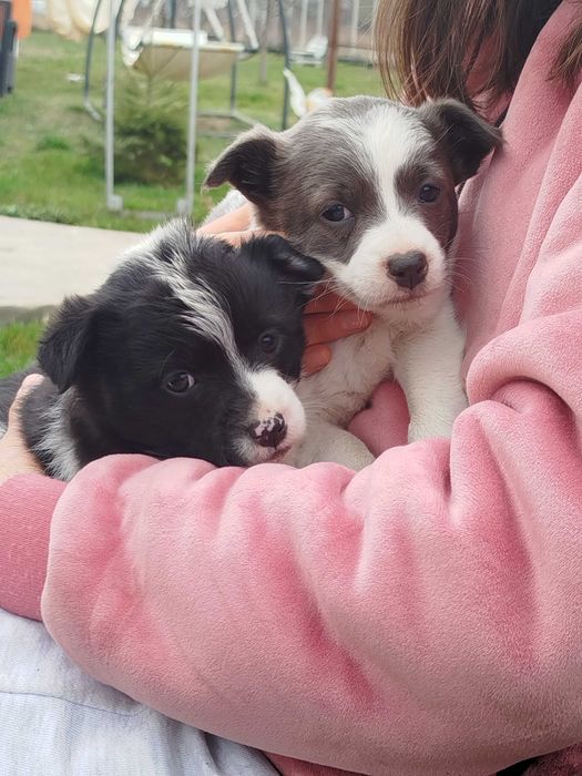 Donez cățelușe jucăușe