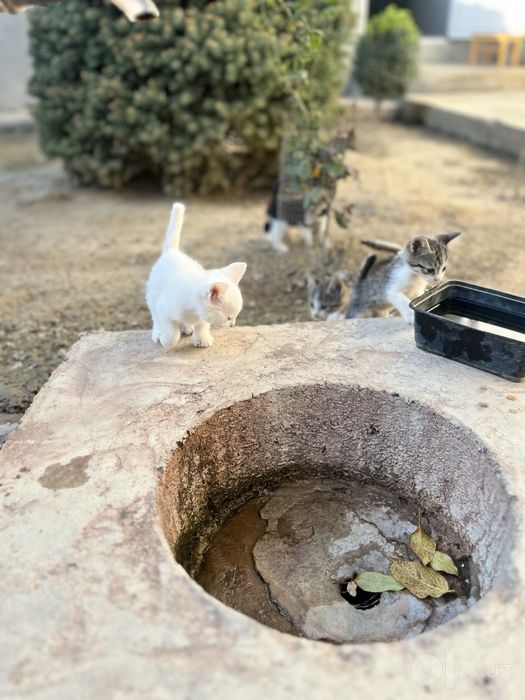 Котята бесплатно в добрые руки!