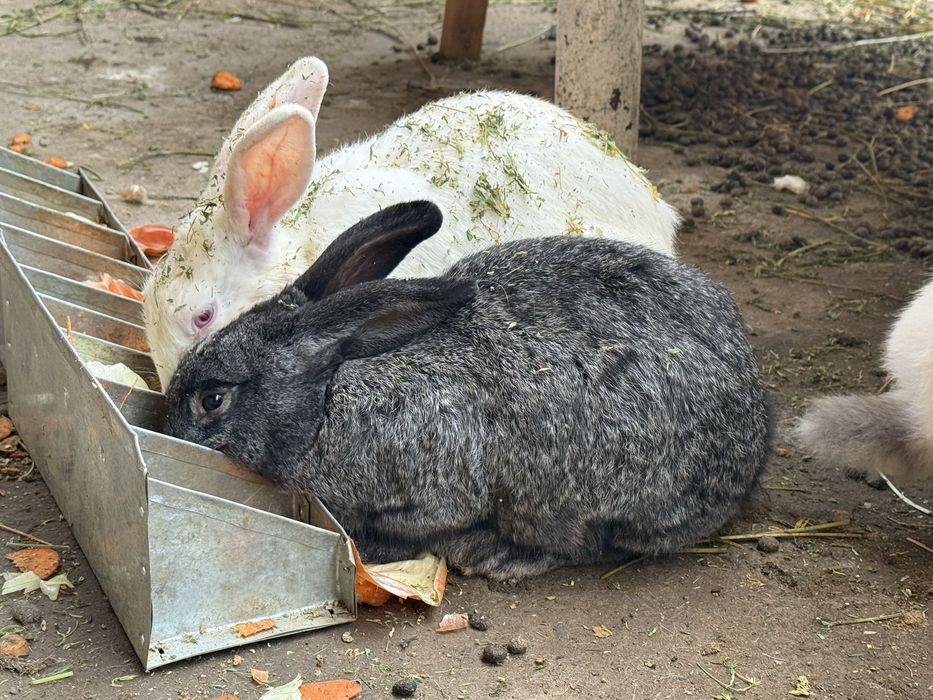 Quyonlar ko'p xarxilidan bor qizbola erkaklari