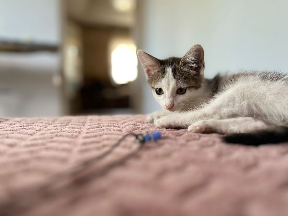 Котенок, мальчик