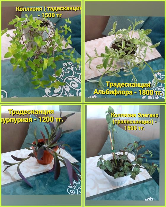 Комнатные растения