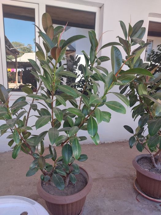 Цветы разные виды