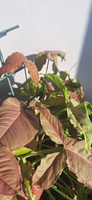 Продам отростки сингониума "Неон пинк"