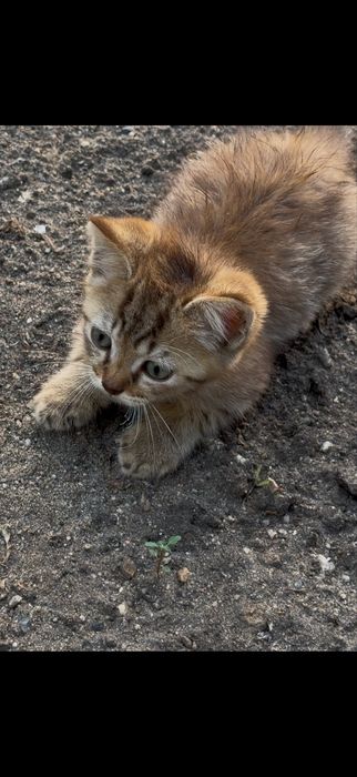 Кошечка найденыш