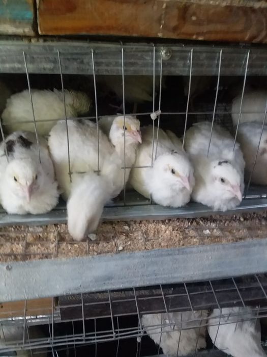 Перепела порода Техас