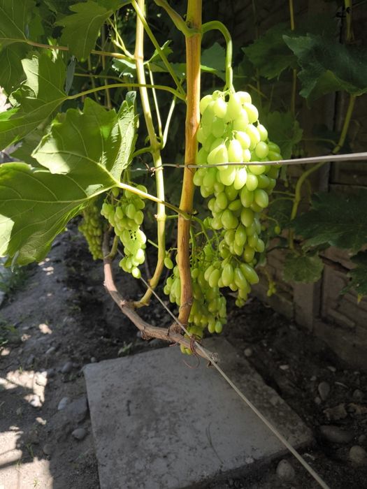 Саженцы винограда