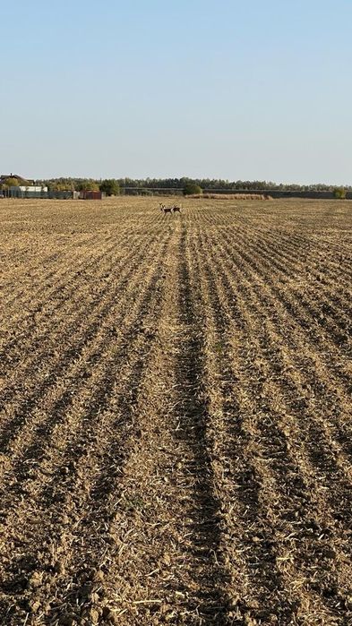 Vând teren in Comuna Domnesti