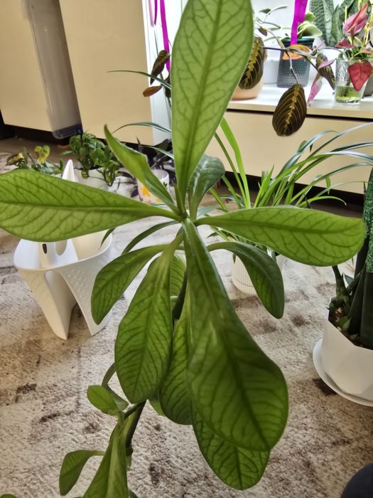 Синадениум гранта