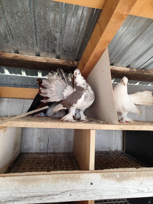 Voltat indian talie mare