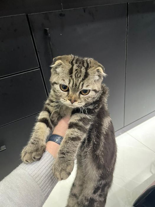 Mushukchalar ishonchli qoʻllarga sotiladi