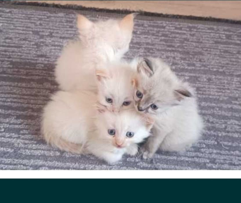 Котята Невская маскарадная !