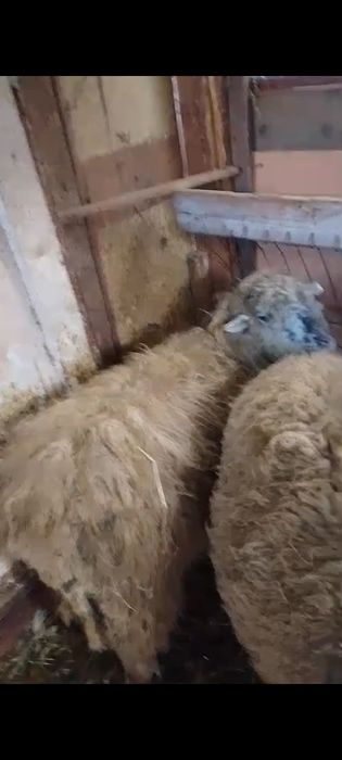 De vânzare oaie și miel din 2