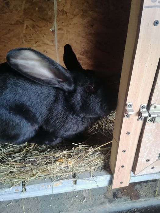 Se vinde iepuroaice cu pui