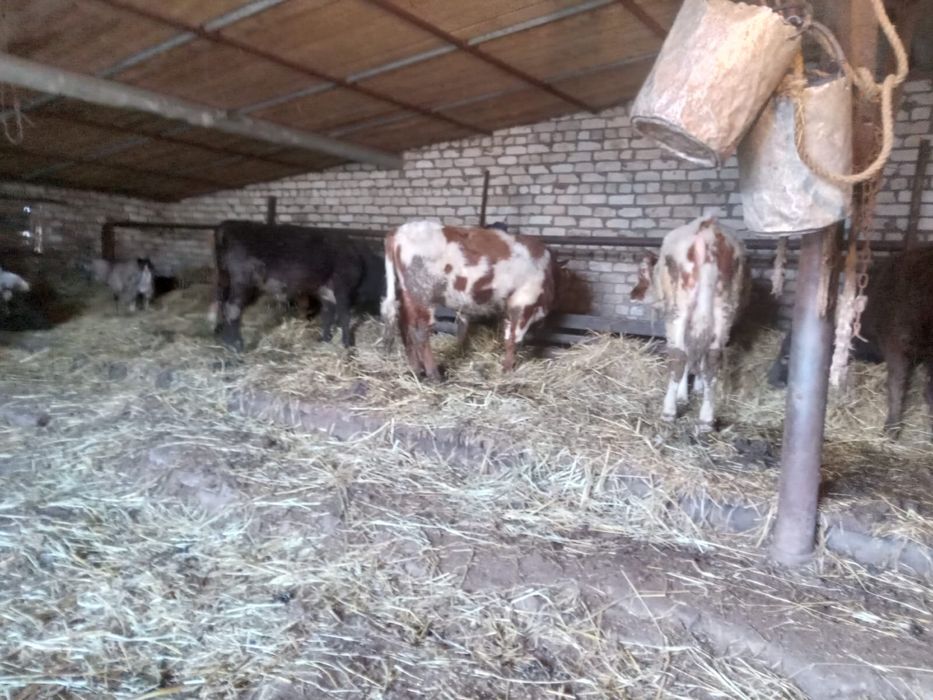 Продам Быков 8 голов