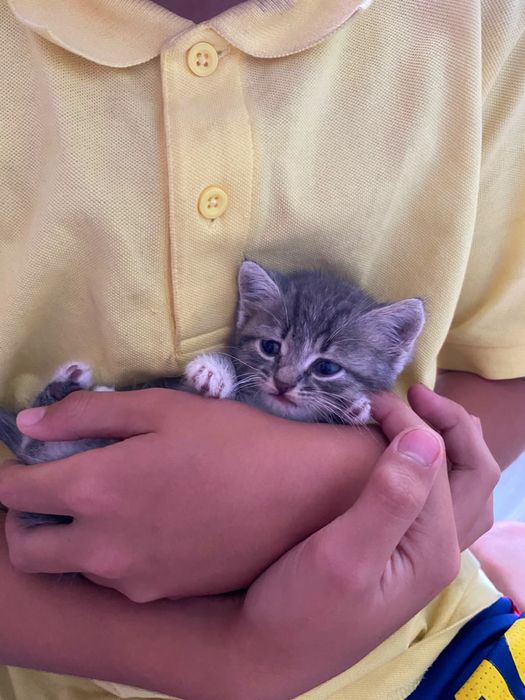 Котенок в добрые ручки