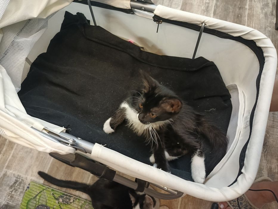 Пристраивается очень ласковая котёнок девочка