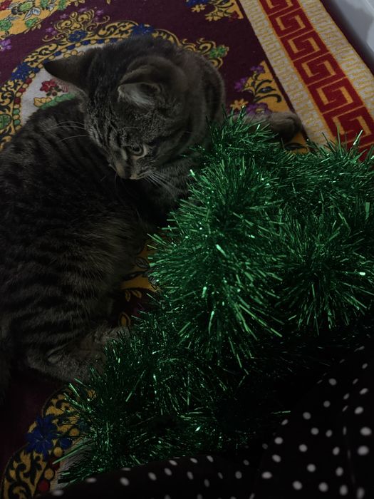 Ұл мысық тегін өте ақылды таза мысық!