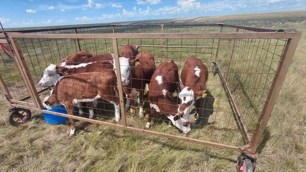 Продам клетку на Колёсах для Телят